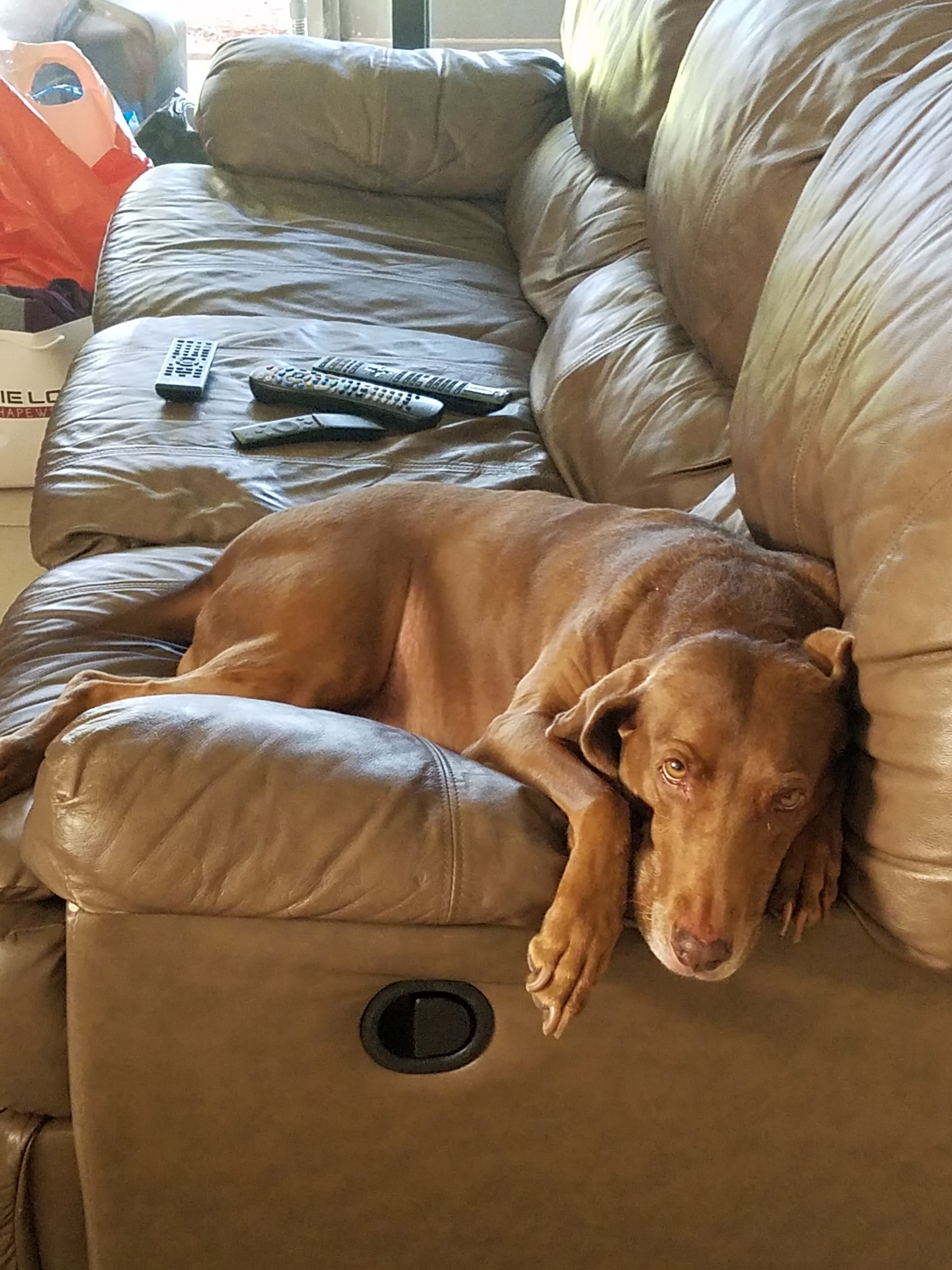 Large dog care
