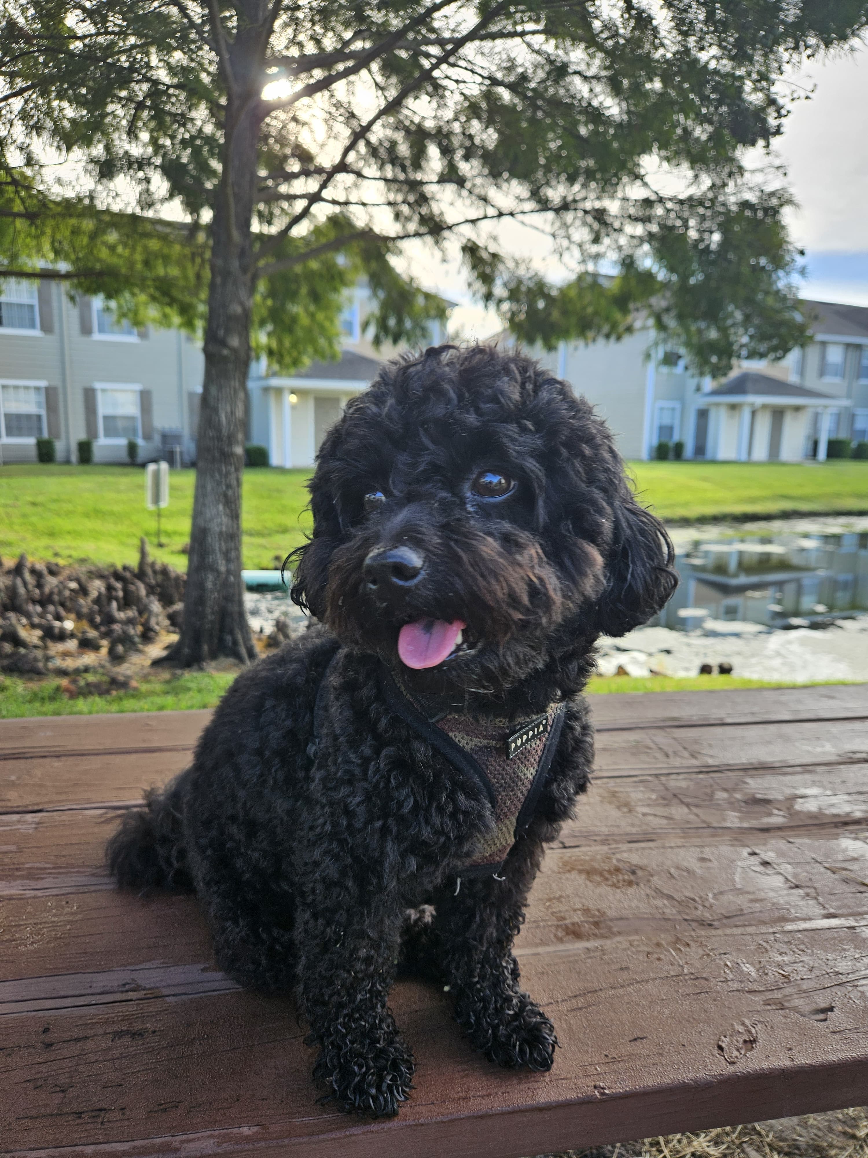 Dog enjoying outdoors