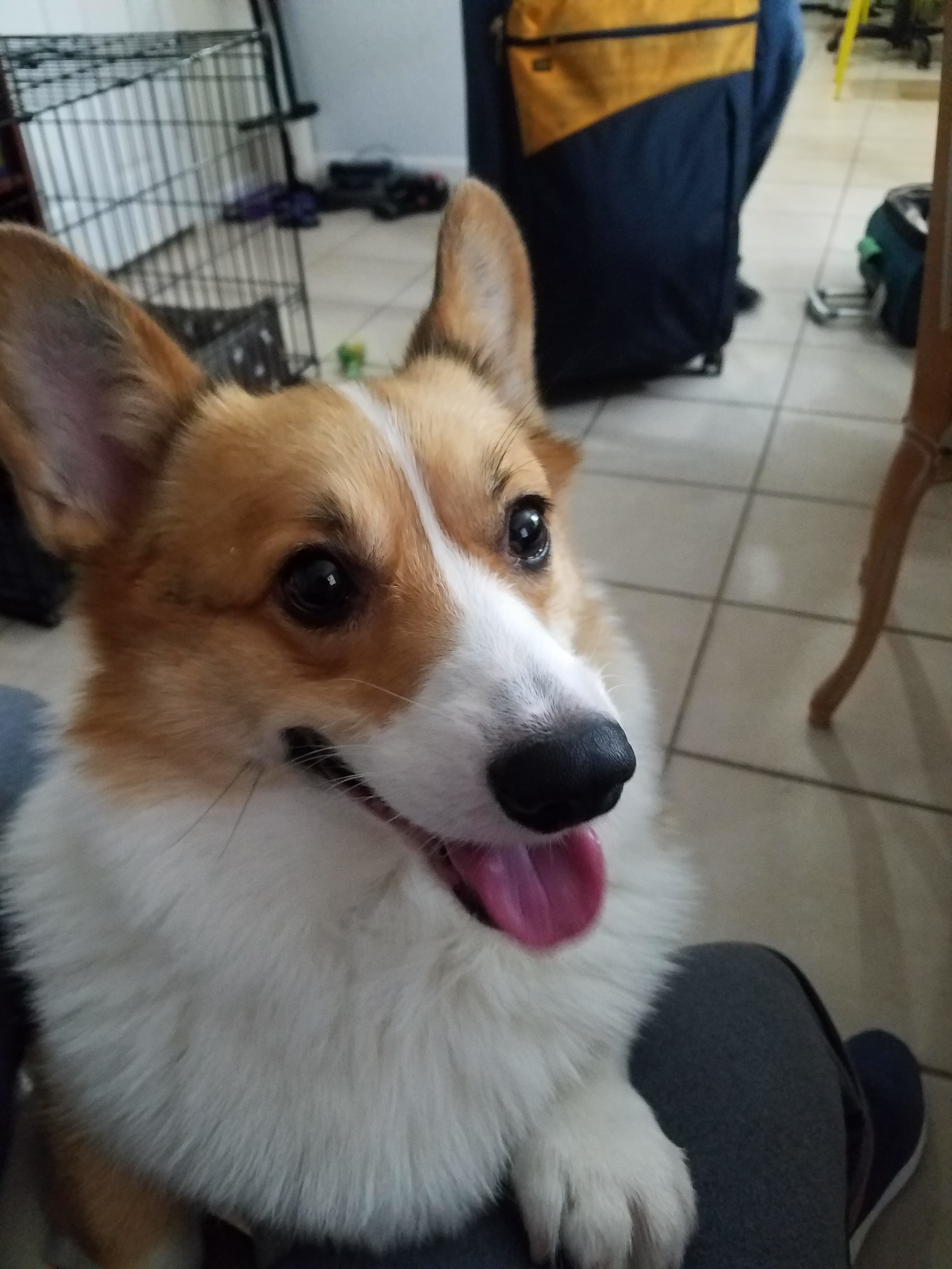 Corgi on a walk