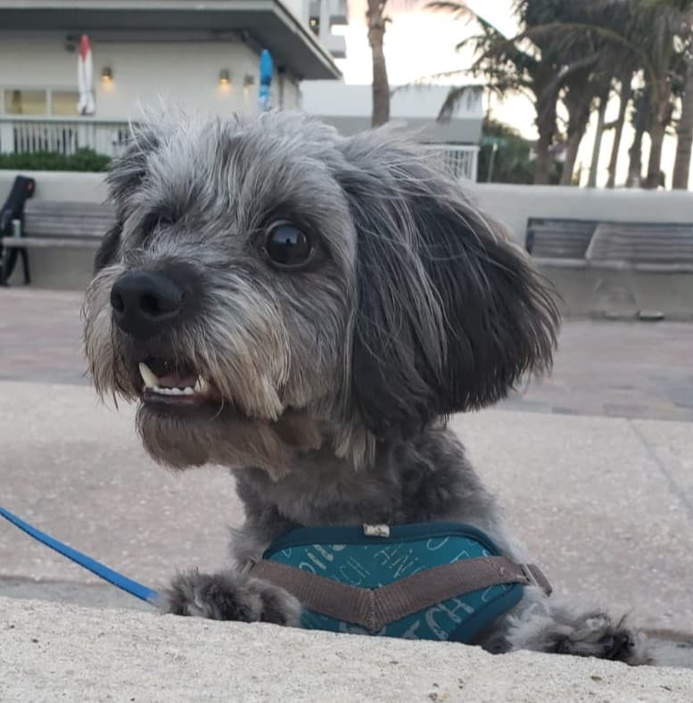 Happy dog on a leash outdoors