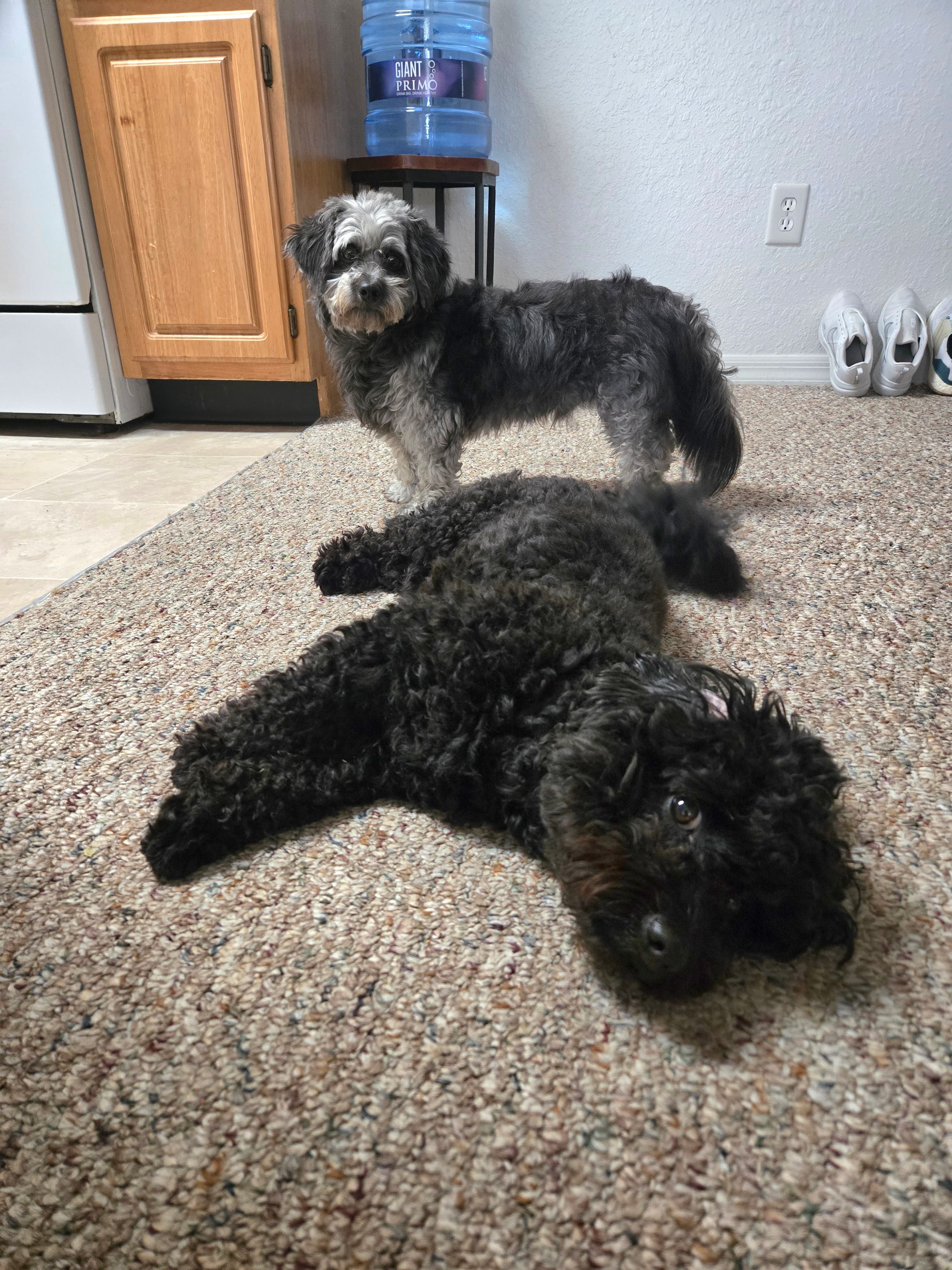Dogs resting