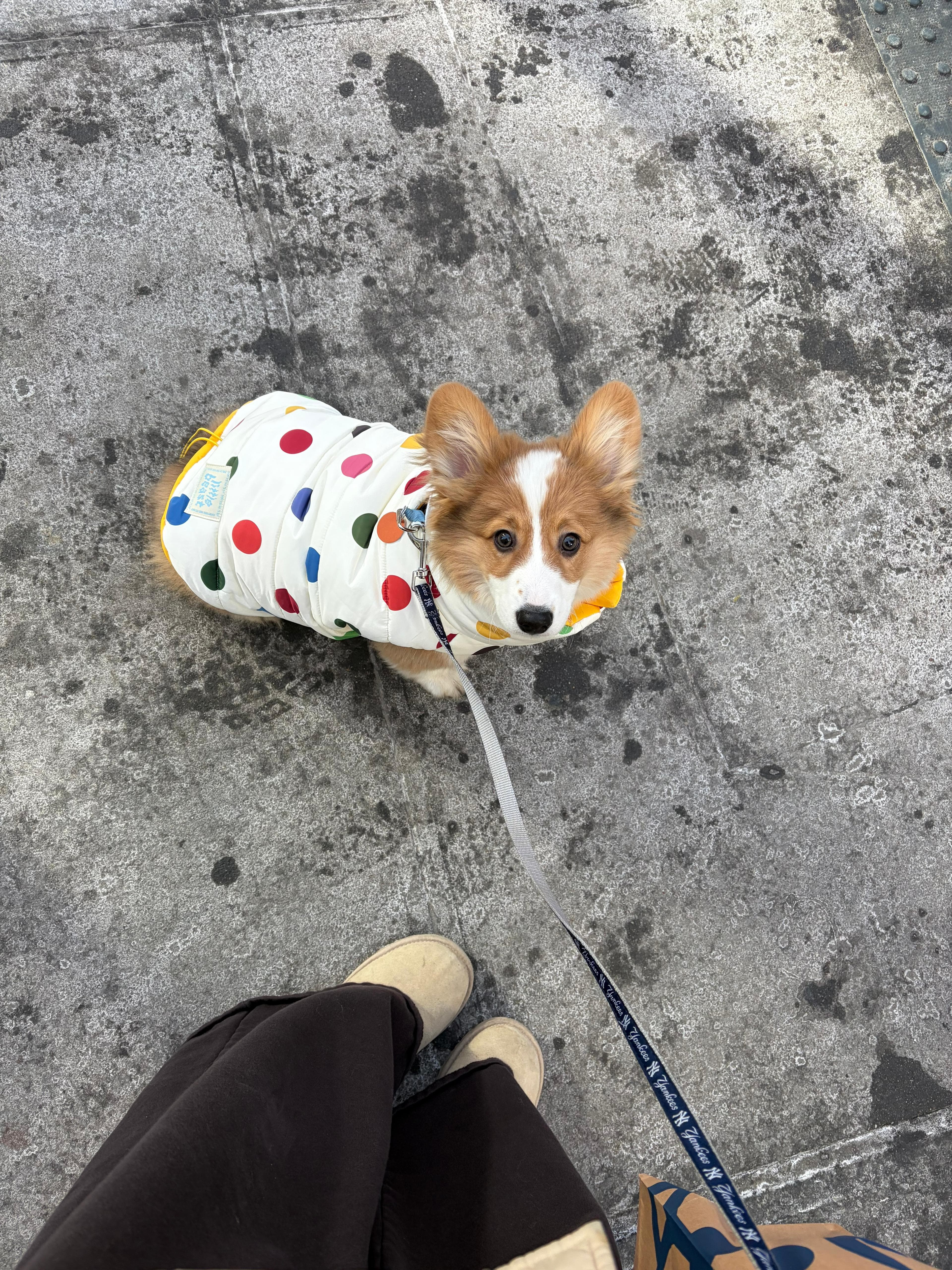 Dog walking in NYC rain
