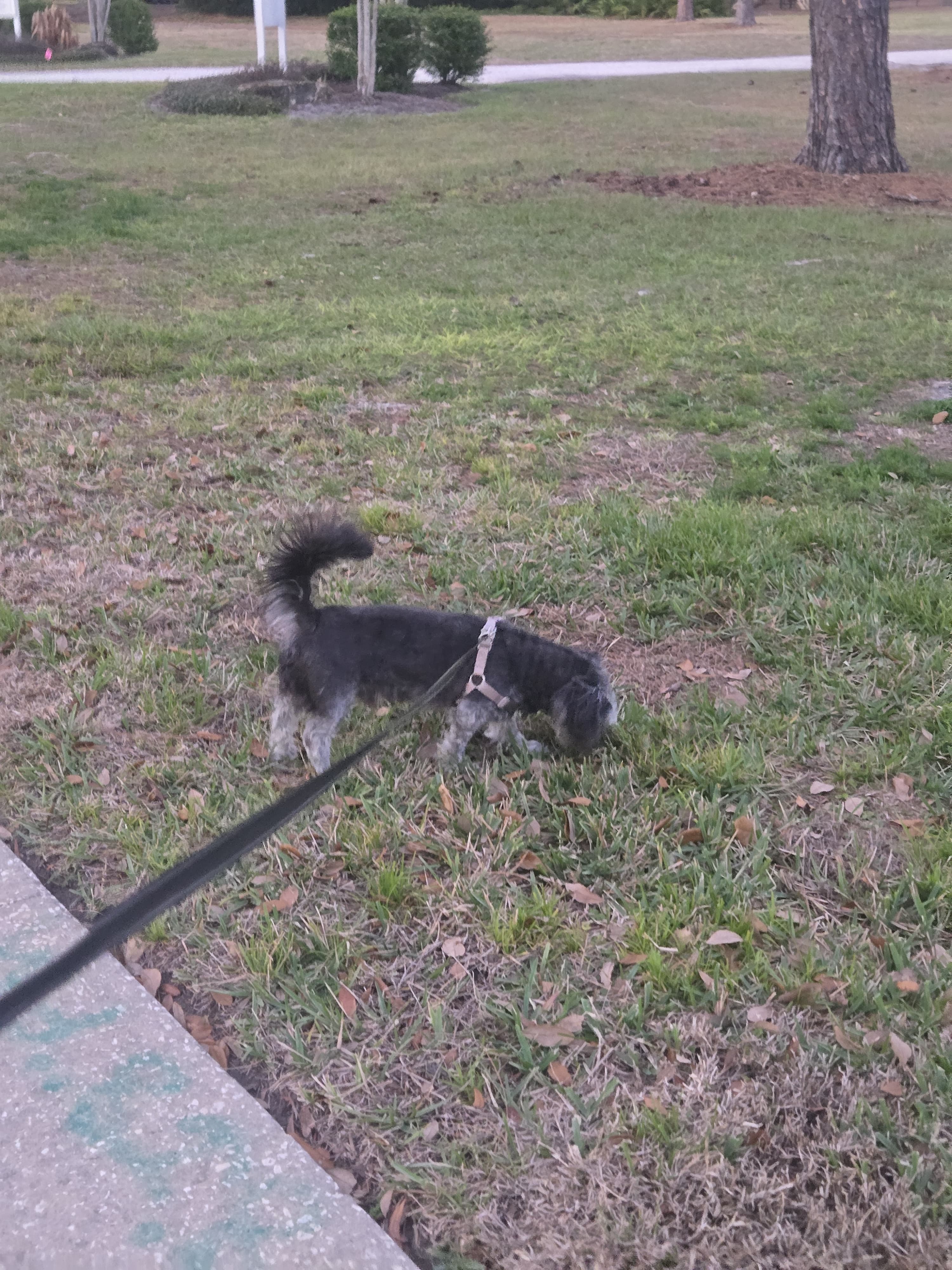 Walking Lukas