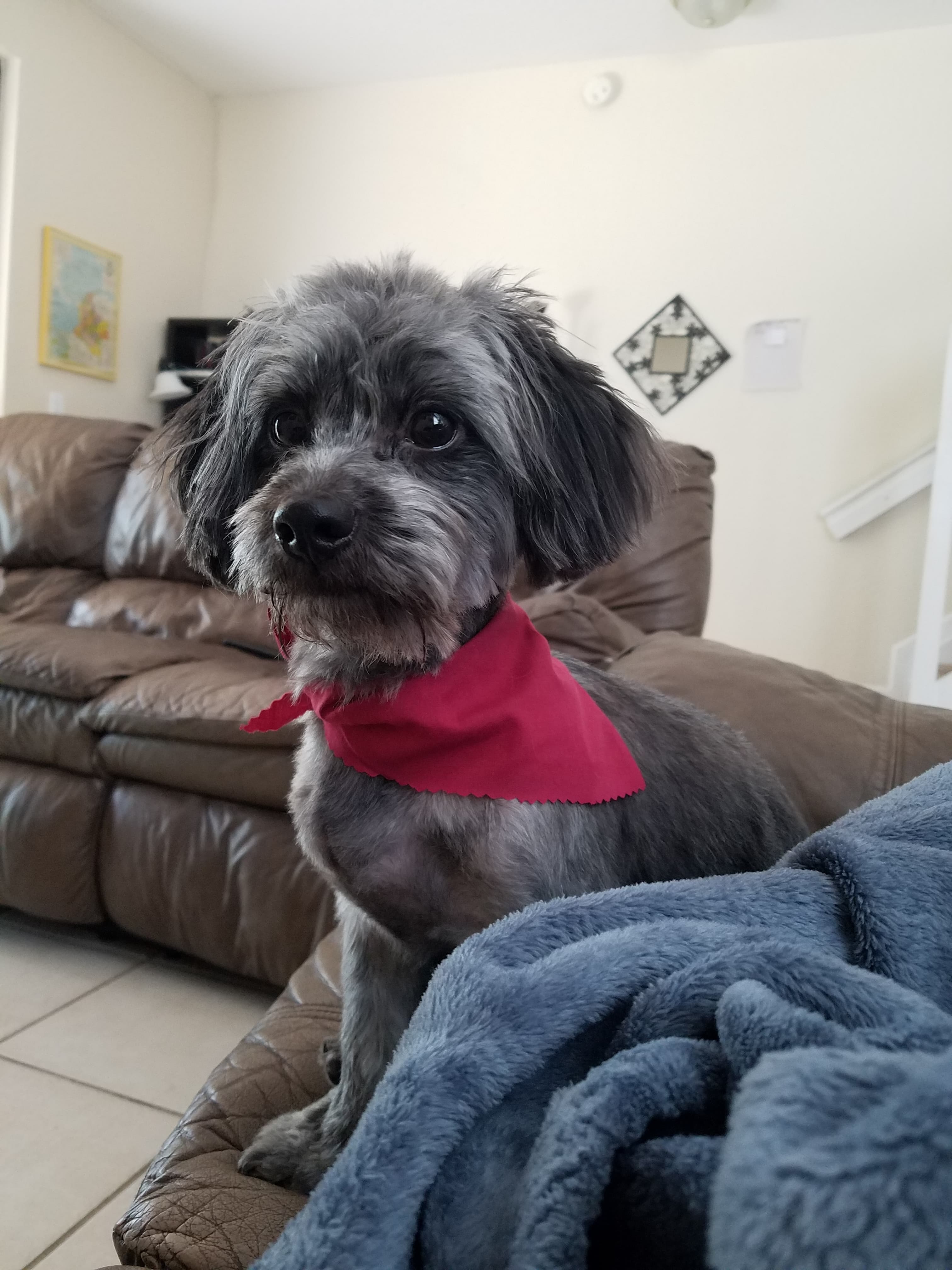 Well-groomed grey dog sitting calmly
