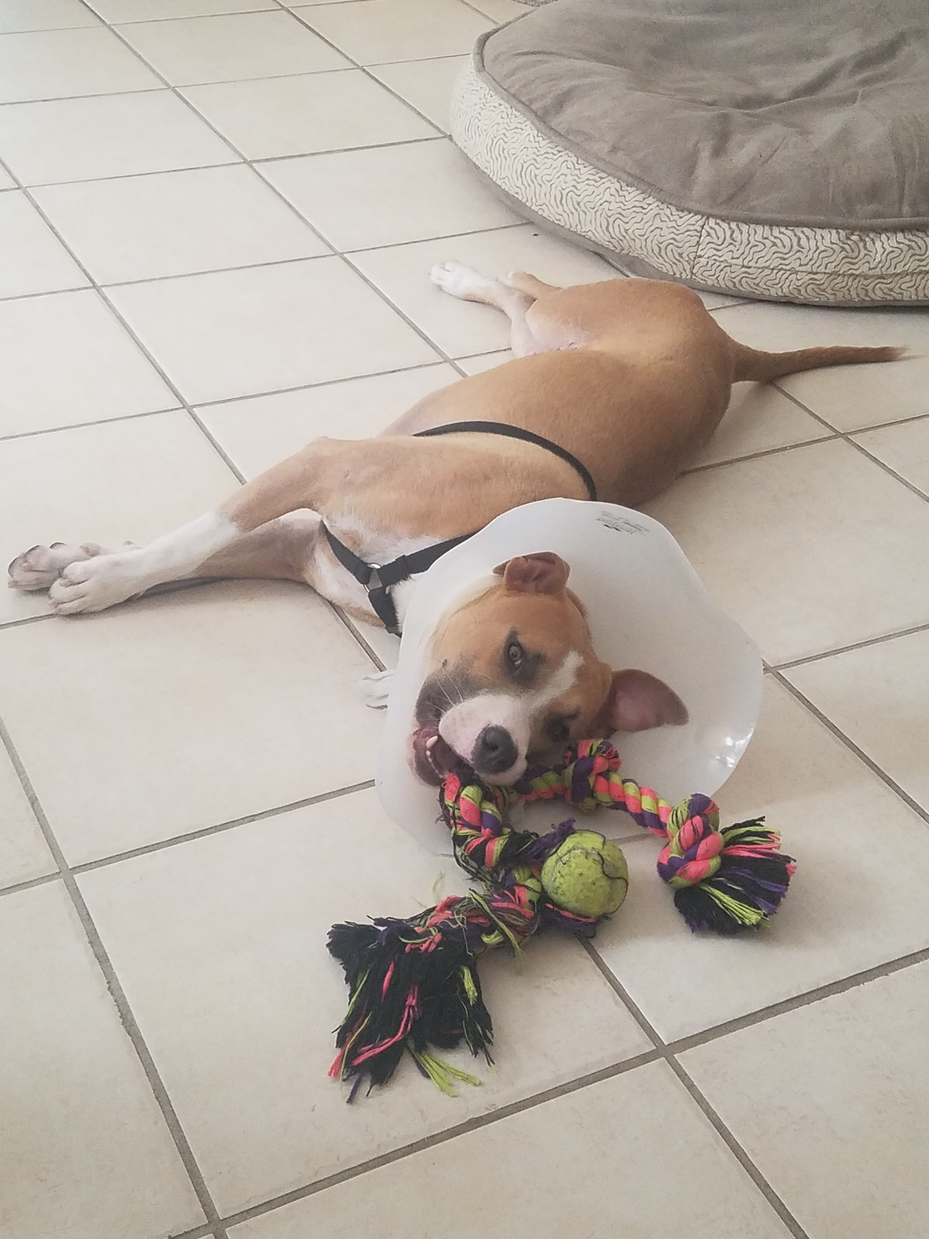 Puppy under care