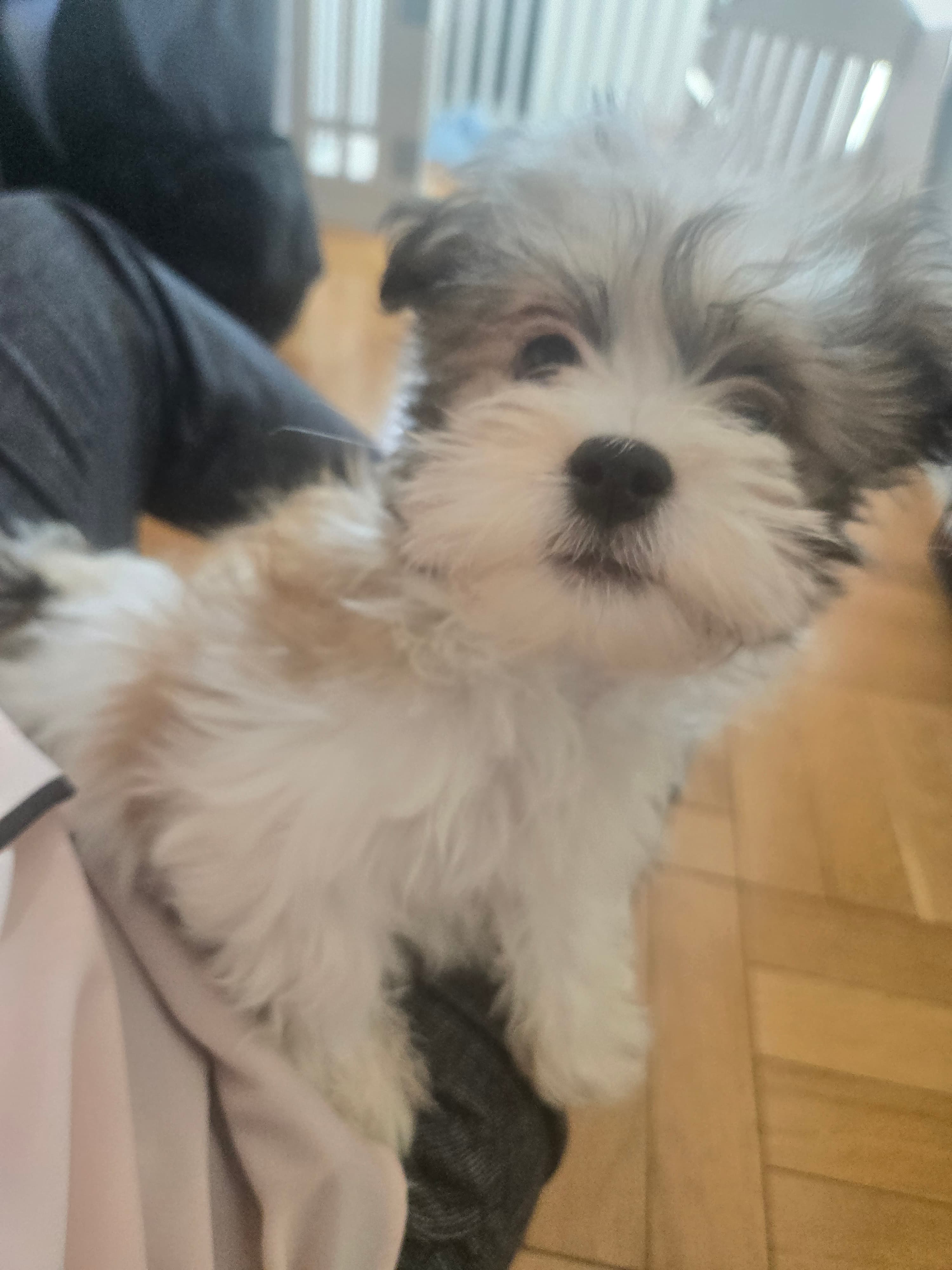 Puppy drop-in visit