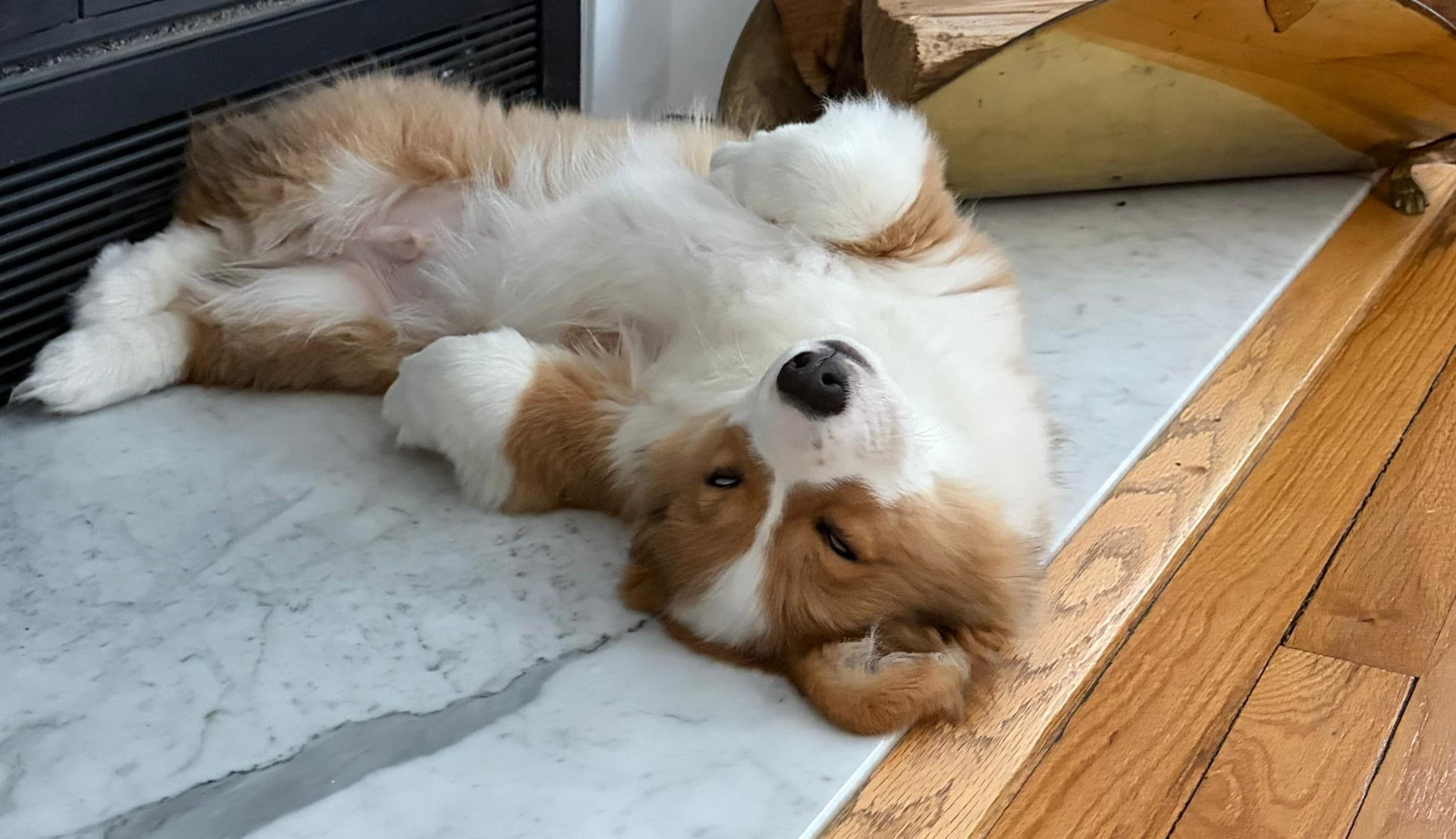 Happy dog sleeping after a walk