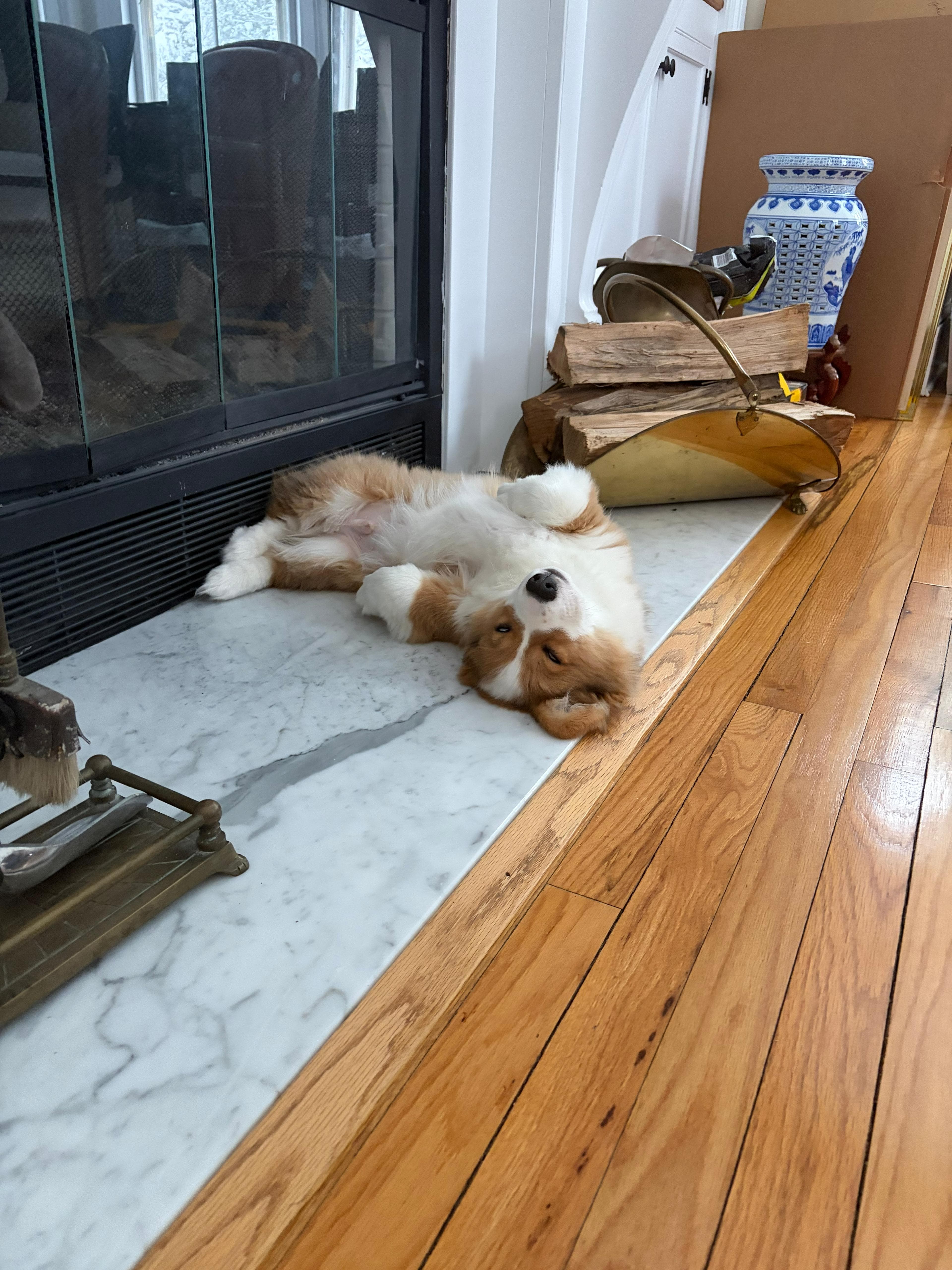 Happy resting puppy